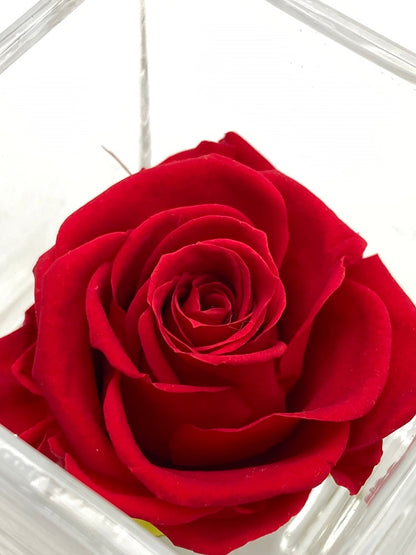 pundamilia プンダミリア プリザーブドフラワー Walk in the color 中古 D4