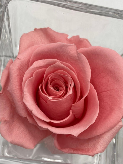 pundamilia プンダミリア プリザーブドフラワー Walk in the color 中古 D4