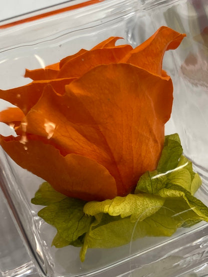 pundamilia プンダミリア プリザーブドフラワー Walk in the color 中古 D4